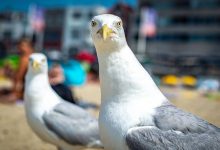 دانشمندان می‌گویند برای نجات غذایتان از دست مرغان دریایی کافی است بر سر آن‌ها فریاد بزنید