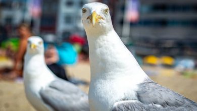 دانشمندان میگویند برای نجات غذایتان از دست مرغان دریایی کافی است بر سر آنها فریاد بزنید