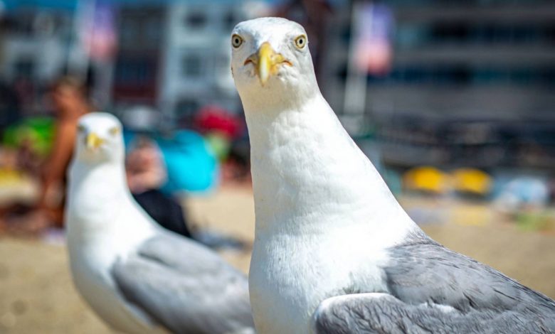 دانشمندان میگویند برای نجات غذایتان از دست مرغان دریایی کافی است بر سر آنها فریاد بزنید