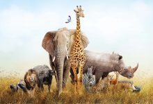 راز غول‌های آفریقا؛ چرا بزرگ‌ترین جانوران خشکی جهان فقط در قاره سیاه زندگی می‌کنند؟