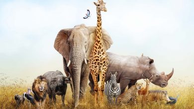 راز غول‌های آفریقا؛ چرا بزرگ‌ترین جانوران خشکی جهان فقط در قاره سیاه زندگی می‌کنند؟