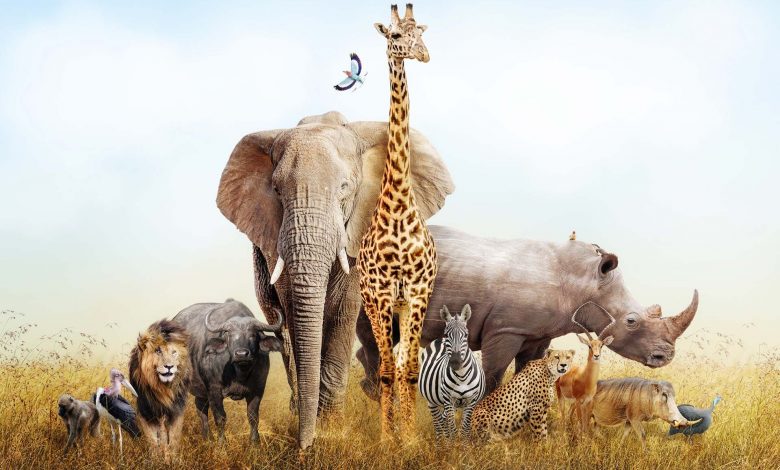 راز غولهای آفریقا؛ چرا بزرگترین جانوران خشکی جهان فقط در قاره سیاه زندگی میکنند؟