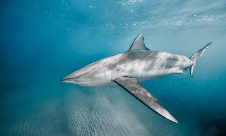 راز نخستین حمله هولناک کوسه‌ای بی‌خطر به انسان: چرا یک شناگر زنده بلعیده شد؟