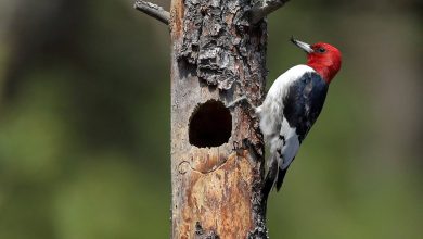 رازهای دارکوب؛ چگونه پرنده‌ای چند گرمی خود را به چکشی تمام‌عیار تبدیل می‌کند؟