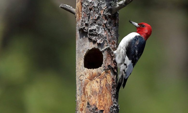 رازهای دارکوب؛ چگونه پرندهای چند گرمی خود را به چکشی تمامعیار تبدیل میکند؟