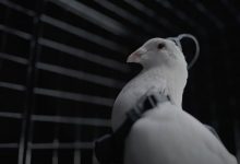 روسیه، کبوترها را به پهپاد نظارتی تبدیل می‌کند