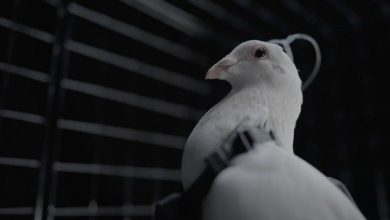 روسیه، کبوترها را به پهپاد نظارتی تبدیل می‌کند