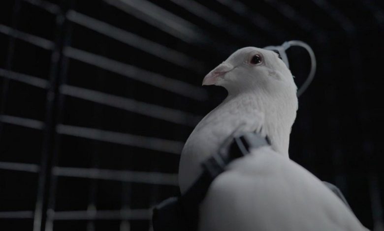 روسیه، کبوترها را به پهپاد نظارتی تبدیل میکند