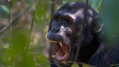 ریشه تکاملی جنگ؛ چگونه نزاعی ۱۰ ساله میان شامپانزهها به شکوفایی جمعیت آنها منجر شد؟
