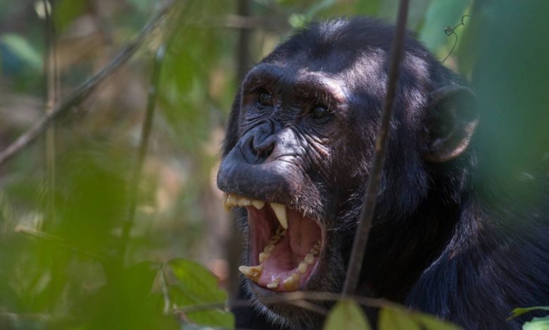 ریشه تکاملی جنگ؛‌ چگونه نزاعی ۱۰ ساله میان شامپانزه‌ها به شکوفایی جمعیت آن‌ها منجر شد؟