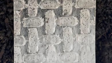 ساخت ربات‌ با کاغذ برنج؛ فناوری امیدبخش در کشاورزی و احیای جنگل‌