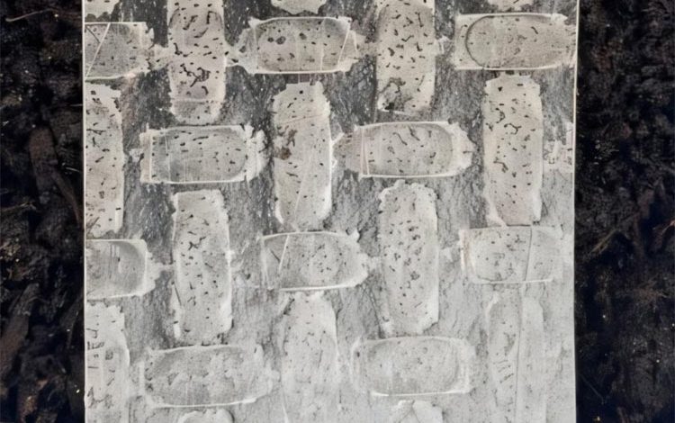 ساخت ربات‌ با کاغذ برنج؛ فناوری امیدبخش در کشاورزی و احیای جنگل‌