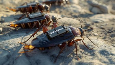 سوسک‌های جاسوس؛ آلمان ربات زنده می‌سازد