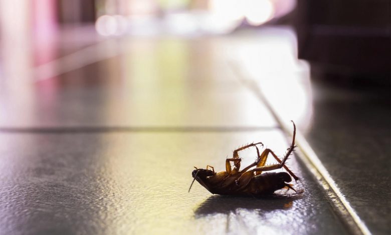 سوسک‌های حمام فقط چندش‌آور نیستند؛ آن‌ها هوای خانه را با سموم باکتریایی آلوده می‌کنند