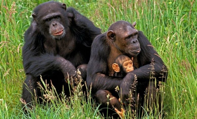 شامپانزه‌ها می‌توانند پس از مشاهده شواهد جدید، باورهایشان را تغییر دهند؛ شما چطور؟