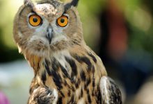 عجیب اما واقعی: چشم برخی جغدها از داخل گوششان دیده می‌شود