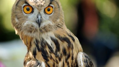 عجیب اما واقعی: چشم برخی جغدها از داخل گوششان دیده می‌شود