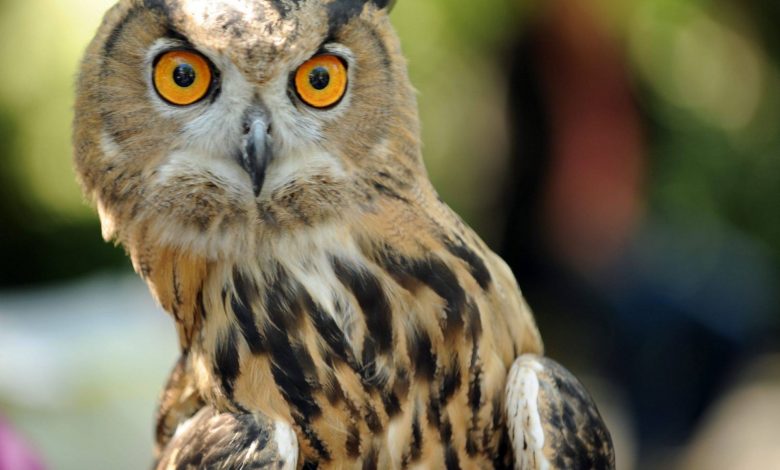 عجیب اما واقعی: چشم برخی جغدها از داخل گوششان دیده می‌شود