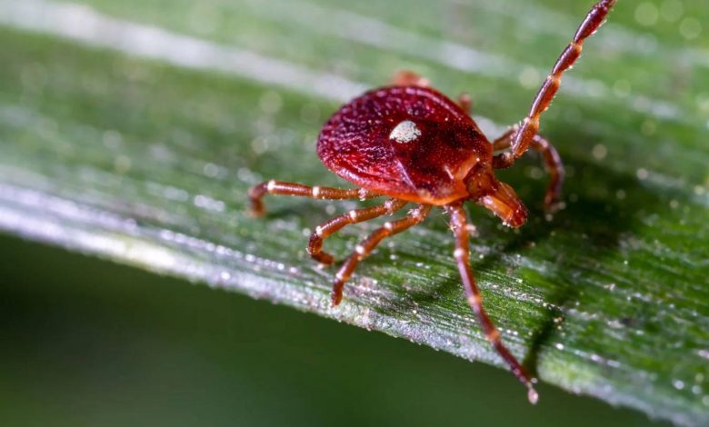 مرد آمریکایی پس از خوردن همبرگر جان باخت؛ علت مرگ آلرژی ناشی از نیش کنه بود