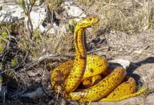 مصاحبه زومیت با دکتر شیرین احمدی، پژوهشگر ایرانی سازنده پادزهر نوآورانه برای مارگزیدگی