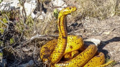 مصاحبه زومیت با دکتر شیرین احمدی، پژوهشگر ایرانی سازنده پادزهر نوآورانه برای مارگزیدگی