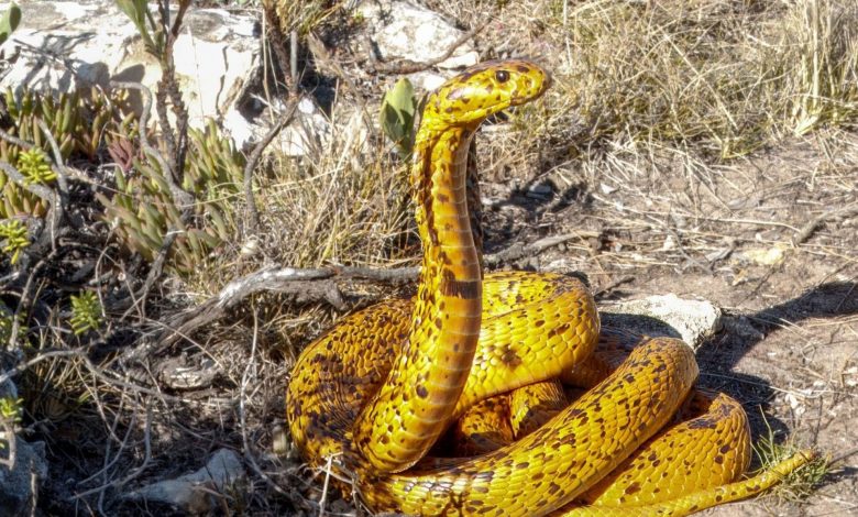مصاحبه زومیت با دکتر شیرین احمدی، پژوهشگر ایرانی سازنده پادزهر نوآورانه برای مارگزیدگی