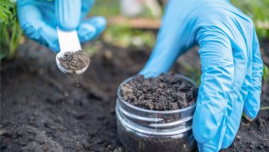 معجزه‌ای از خاک؛ کشف آنتی‌بیوتیکی قدرتمند که مقاوم‌ترین باکتری‌ها را نابود می‌کند