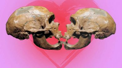 میراث مشترک انسان، نئاندرتال‌ها و شامپانزه‌ها؛ بوسه در اعماق تاریخ ریشه دارد