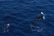 نهنگ‌های قاتل روشی بی‌رحمانه برای بیرون‌کشیدن جگر کوسه‌های سفید نابالغ آموخته‌اند