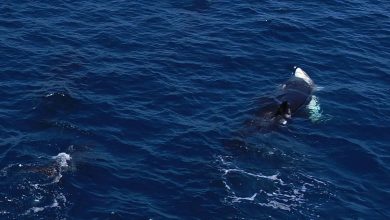 نهنگهای قاتل روشی بیرحمانه برای بیرونکشیدن جگر کوسههای سفید نابالغ آموختهاند