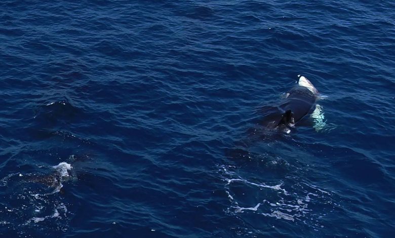 نهنگهای قاتل روشی بیرحمانه برای بیرونکشیدن جگر کوسههای سفید نابالغ آموختهاند