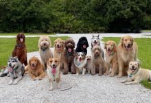 نژادهای مدرن سگ اختراع بشر نیست؛ سگ‌های باستانی نیز تنوع شگفت‌انگیز داشتند