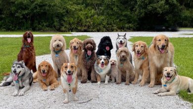 نژادهای مدرن سگ اختراع بشر نیست؛ سگهای باستانی نیز تنوع شگفتانگیز داشتند