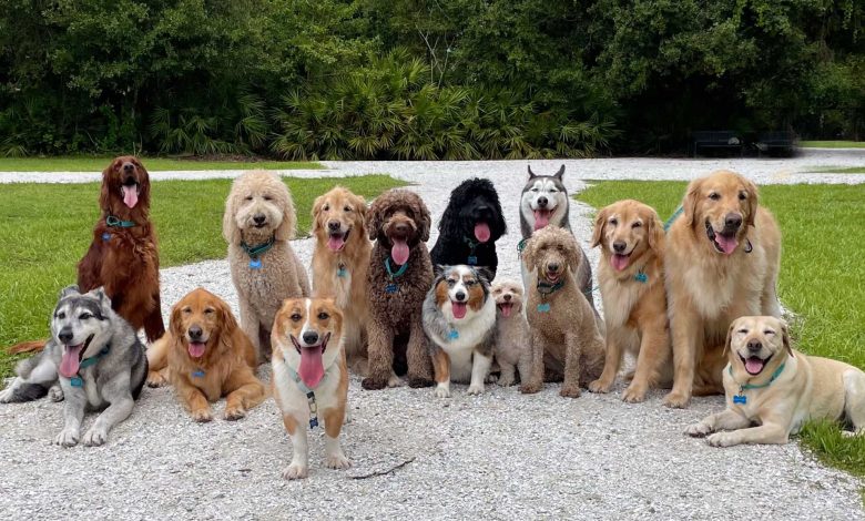 نژادهای مدرن سگ اختراع بشر نیست؛ سگهای باستانی نیز تنوع شگفتانگیز داشتند