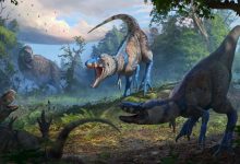 پایان جدال قدیمی دیرینه‌شناسان؛ تی‌رکس نابالغ بالاخره گونه‌ای مستقل شناخته شد