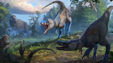 پایان جدال قدیمی دیرینه‌شناسان؛ تی‌رکس نابالغ بالاخره گونه‌ای مستقل شناخته شد