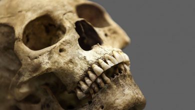 چرا دندان‌ها استخوان به حساب نمی‌آیند؟