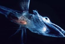 چطور برخی ماهی‌ها در دمای زیر صفر جنوبگان یخ نمی‌زنند؟