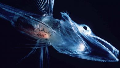 چطور برخی ماهی‌ها در دمای زیر صفر جنوبگان یخ نمی‌زنند؟