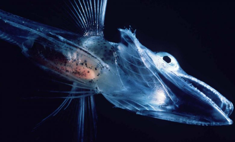 چطور برخی ماهی‌ها در دمای زیر صفر جنوبگان یخ نمی‌زنند؟