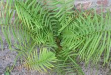 چین برای نخستین بار عناصر نادر خاکی را از گیاه زنده استخراج کرد