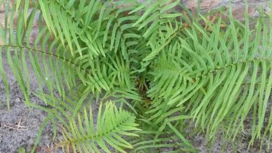 چین برای نخستین بار عناصر نادر خاکی را از گیاه زنده استخراج کرد