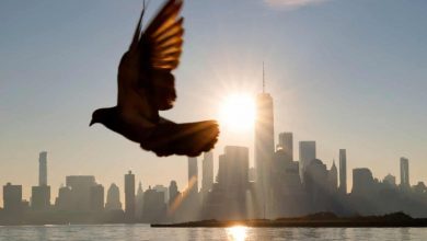 کدام عضو مرموز پرندگان نقش قطب‌نما را دارد؟ بالاخره بعد از ۱۴۳ سال پاسخ را می‌دانیم