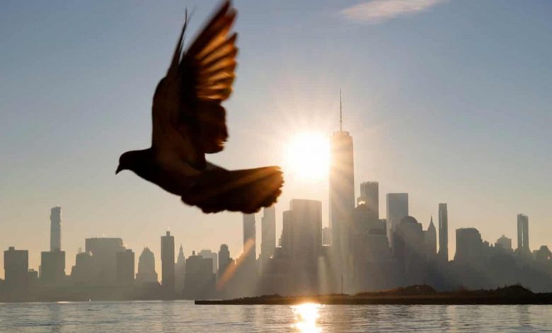 کدام عضو مرموز پرندگان نقش قطب‌نما را دارد؟ بالاخره بعد از ۱۴۳ سال پاسخ را می‌دانیم