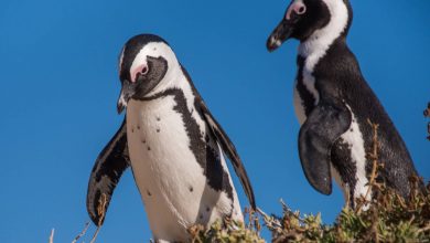 کشتی‌های ماهیگیری پنگوئن‌های آفریقایی را به لبه انقراض رسانده‌اند