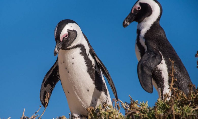 کشتیهای ماهیگیری پنگوئنهای آفریقایی را به لبه انقراض رساندهاند