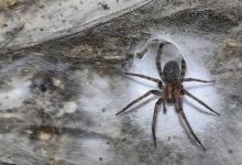 کشف بزرگ‌ترین تار عنکبوت دنیا با اندازه نصف زمین تنیس در اعماق زمین