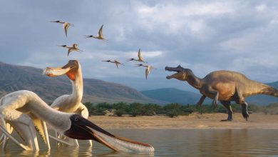 کشف عجیب در برزیل: گونه‌ای جدید از پتروسور در استفراغ فسیل‌شده دایناسور پیدا شد