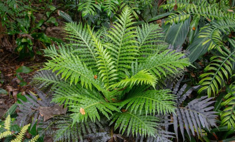 کیمیاگری سبز؛ کشف سرخسی که فلزات کمیاب را به کریستالهای معدنی تبدیل میکند