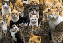 گربه‌ها احتمالاً فکر می‌کنند مردان شنونده‌های خوبی نیستند